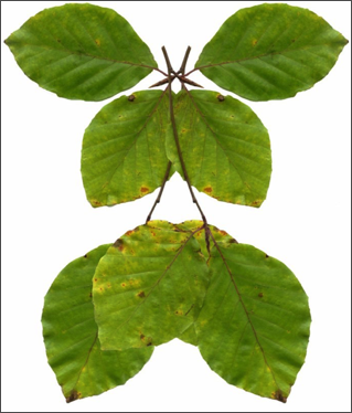 Beech Green